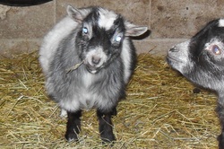 Miniature Pygmy Goats